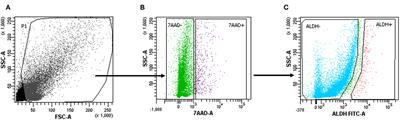 Isolation and Identification of Cancer Stem-Like Cells in Adenocarcinoma and Squamous Cell Carcinoma of the Lung: A Pilot Study